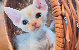 子猫紹介