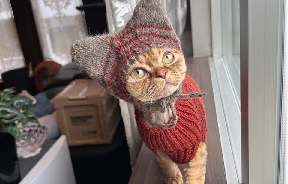 デボンレックス写真