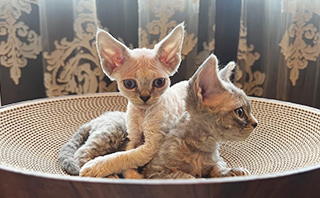 デボンレックス 写真