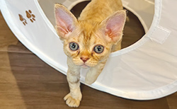 デボンレックス 写真