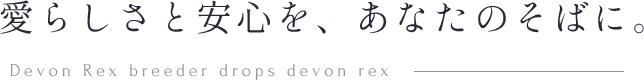 愛らしさと安心を、あなたのそばに。 Devon Rex breeder drops devon rex